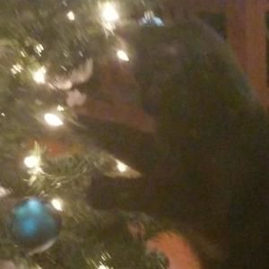 Meet your Posher, Elena